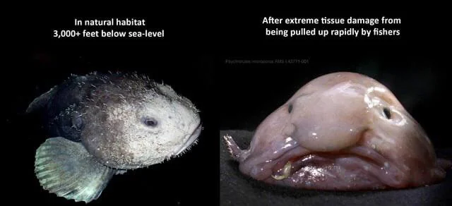 blobfish

